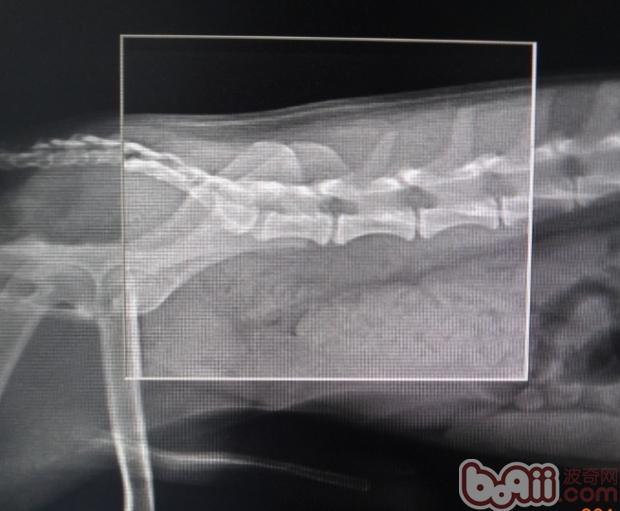 犬椎間盤脫位疾病