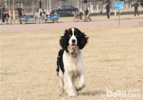 狗狗感冒的預防措施