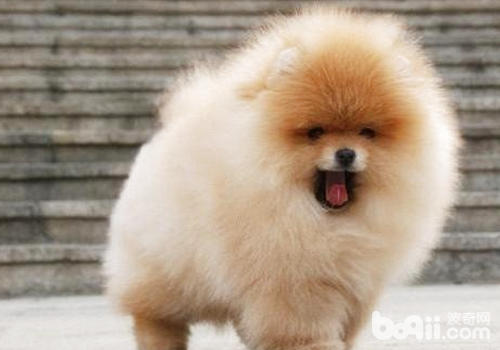 博美犬的基本訓練