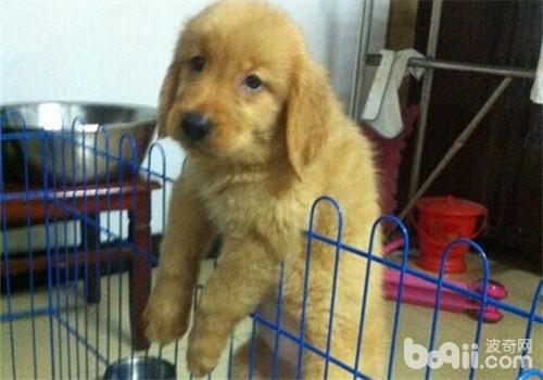 犬白內障的診斷方法有哪些
