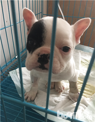 犬營養性貧血癥的診斷與治療