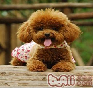 犬產后低血鈣的治療和防治