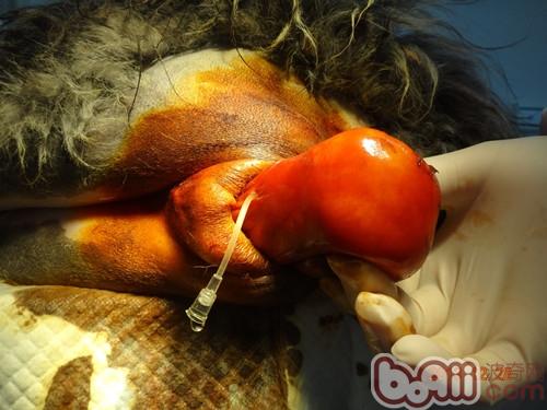 犬陰道增生物的手術治療
