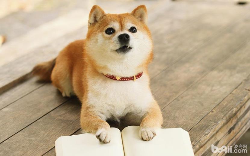 柴犬流眼淚的原因 柴犬流淚怎么辦