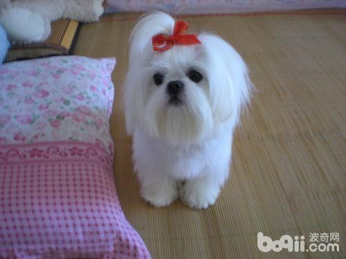 西施犬常見疾病有哪些？西施犬常見疾病如何防治？