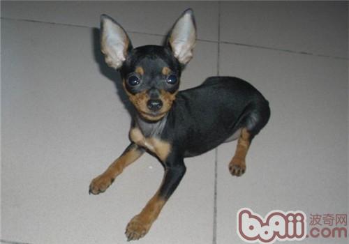 犬瘟熱感染的幾種原因