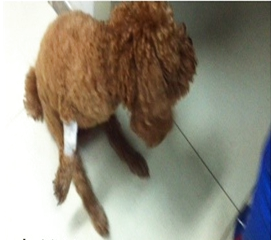 犬椎間盤疾病的治療