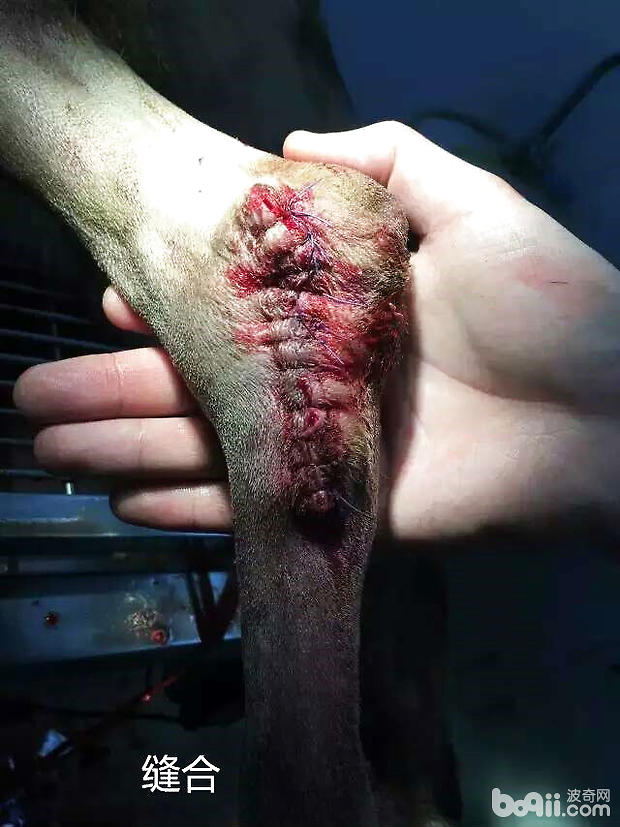 德國牧羊犬的骨肉瘤病例
