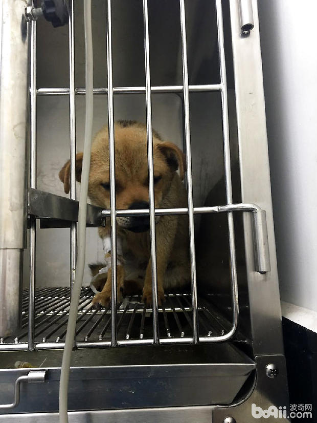中華田園犬子宮蓄膿的診治