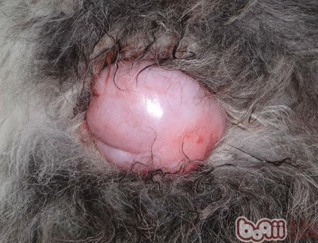 犬陰道增生物的手術治療