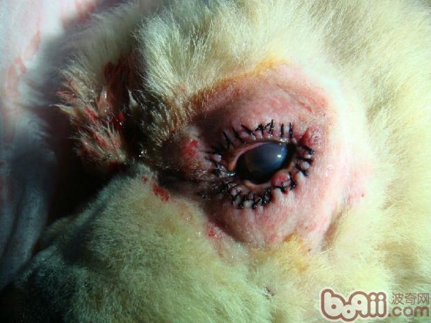 犬眼瞼內翻矯正術