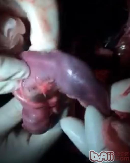 一例德牧腸套疊的診斷與治療過程