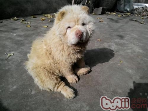 狗狗的臀部怎么護理
