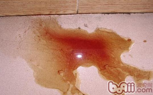 犬洋蔥中毒的治療
