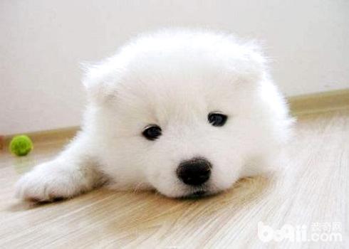 犬角膜炎的癥狀及治療方法