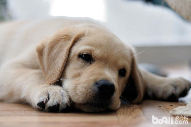 如何給拉布拉多犬洗澡