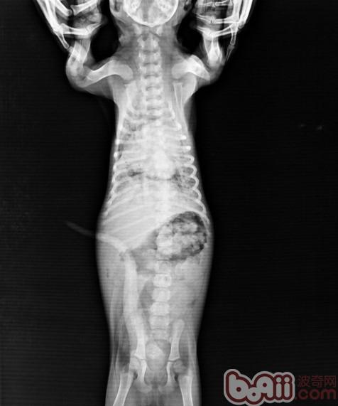 小病宜治不宜拖—犬大葉性肺炎