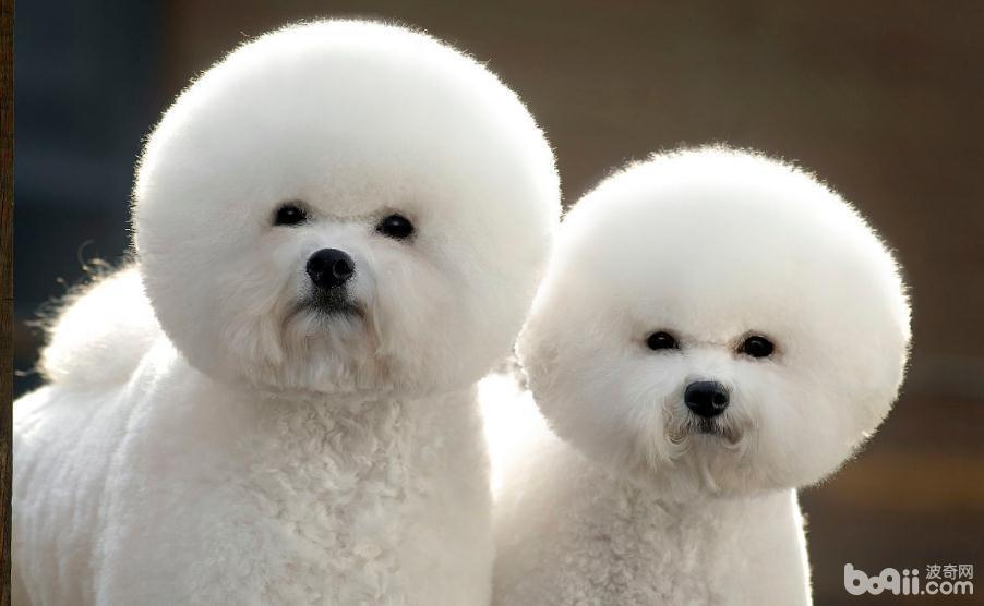 比熊犬毛發打點，比熊犬吃什么美毛？