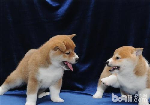 犬膀胱結石的治療原則