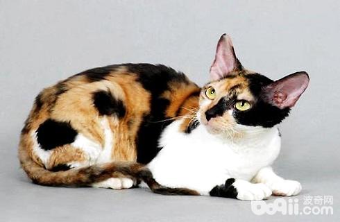 柯尼斯卷毛貓好養嗎？飼養柯尼斯卷毛貓