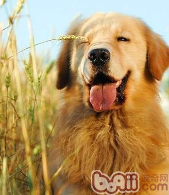 訓練金毛犬學習站立的方法