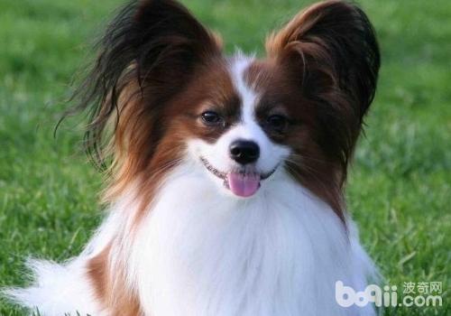 蝴蝶犬美容的標準