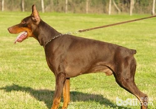 犬擴張型心肌病的治療方法