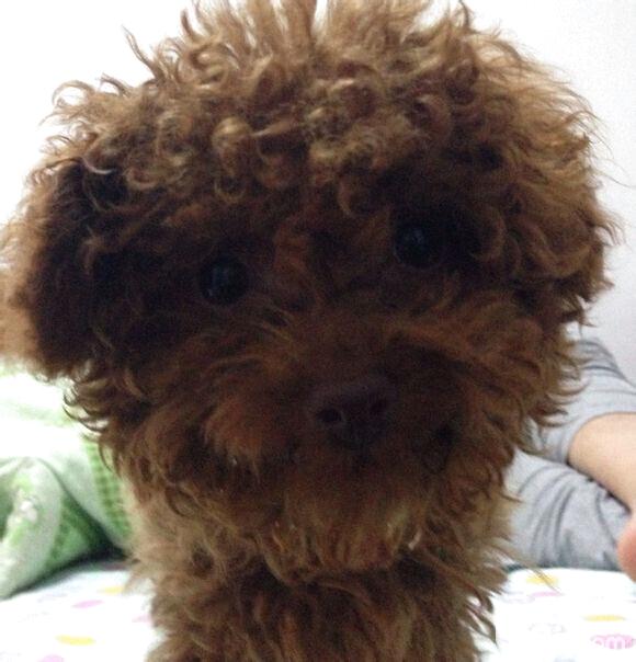 犬慢性腎功能衰竭的診療體會