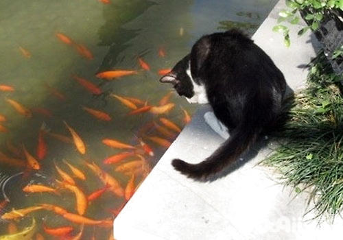 貓咪神奇技能:尾巴釣魚？