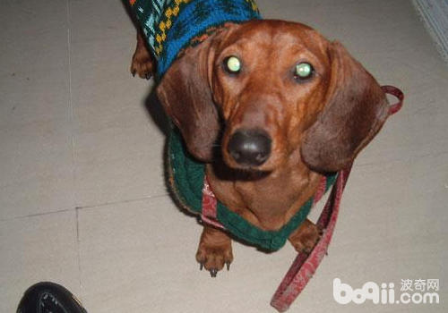 如何處理犬青光眼