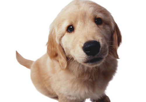 純種犬的繁殖理論