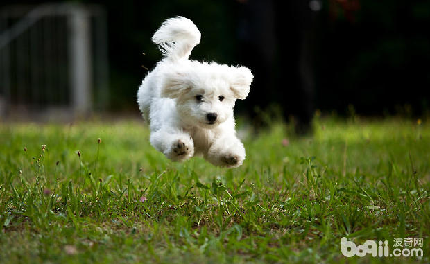 比熊犬得上犬瘟（<a href=/zhonglei/gou/ target=_blank class=infotextkey>狗</a>瘟）原因和治療方法
