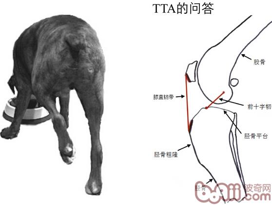 犬后腳跛行，前十字韌帶斷裂的治療FAQ 