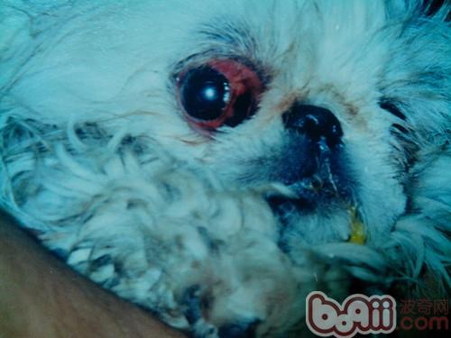 犬眼部損傷的原因和處理