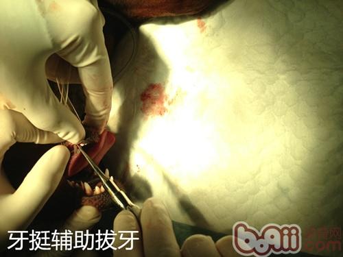 泰迪犬雙排牙的危害