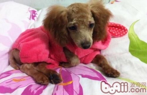 狗狗和孩子怎么友好相處