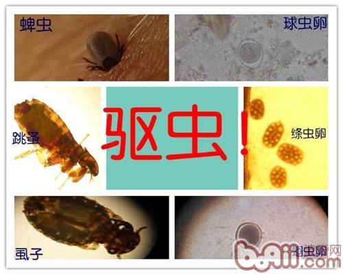 免疫—為犬貓健康保駕護航
