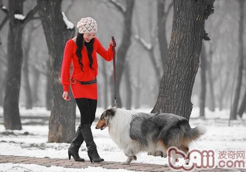 蘇格蘭牧羊犬美毛食物