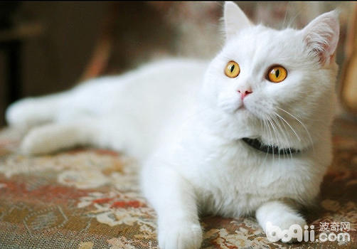 飼養貓咪必須知道的事
