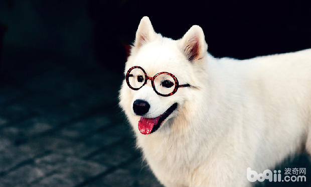<a href=/zhonglei/gou/ target=_blank class=infotextkey>狗</a>狗得了紅眼病怎么治療