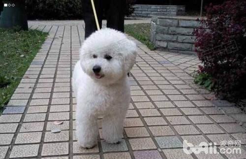 狗狗大小便怎么訓練 狗狗大小便訓練方法