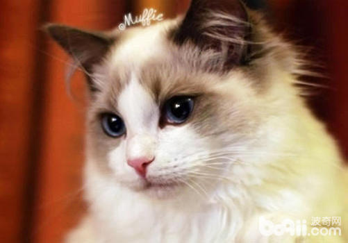 布偶<a href=/zhonglei/mao/ target=_blank class=infotextkey>貓</a>能活多久