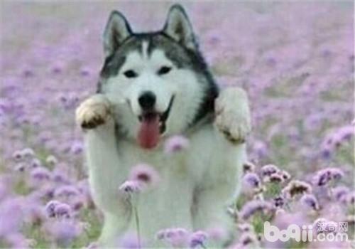 犬乳腺炎的治療方法