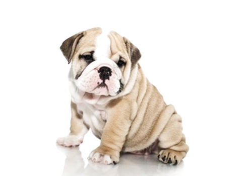 <a href=/zhonglei/gou/ target=_blank class=infotextkey>狗</a>狗誤食中毒如何處理