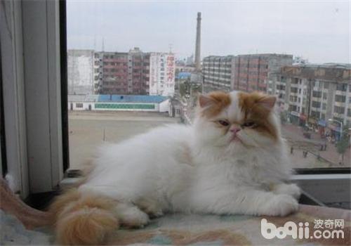 <a href=/ target=_blank class=infotextkey>寵物</a><a href=/zhonglei/mao/ target=_blank class=infotextkey>貓</a>肥胖的危害之如何減肥