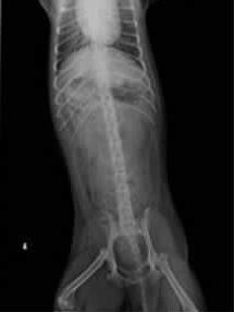 犬髖關節發育不良的診斷與治療
