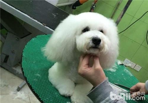 犬敗血癥的病因分析