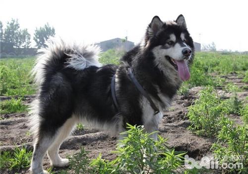 如何預防犬佝僂病
