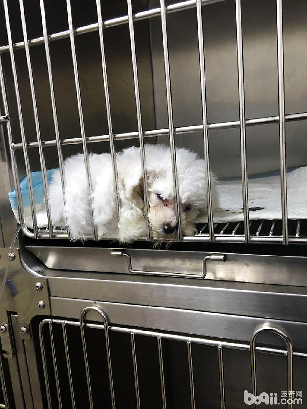 比熊犬細小病毒病的治療