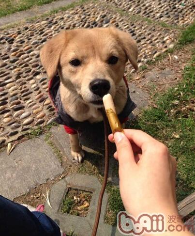 不是狗狗沒學好，而是訓練沒技巧